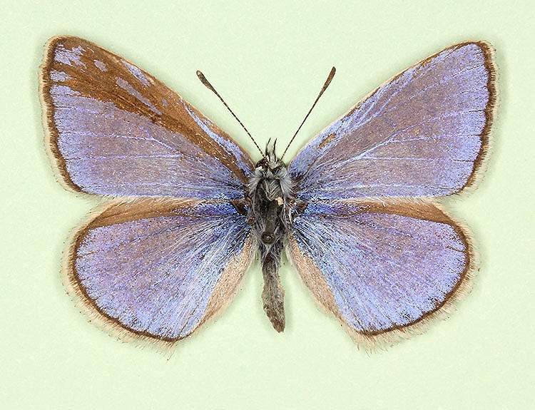 Polyommatus icarus (mosaic gynandromorph 1) (Internet Image property of respective owner, non-commercial use only)